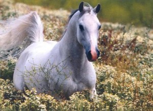 Obrázok