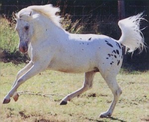 Obrázok